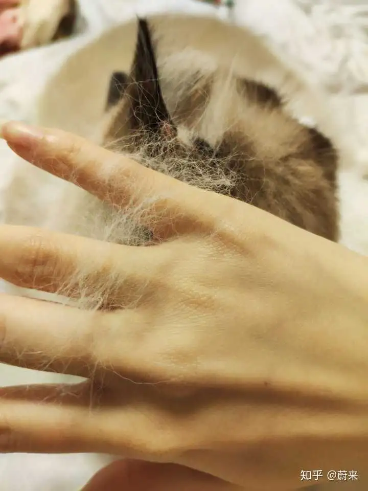 布偶猫换毛(布偶猫掉不掉毛)