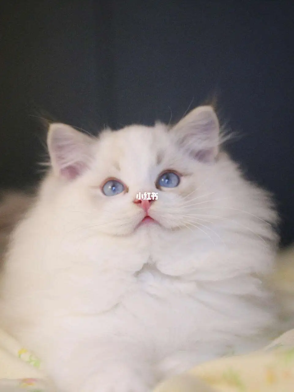 布偶猫小公主(布偶猫小公主叫什么)