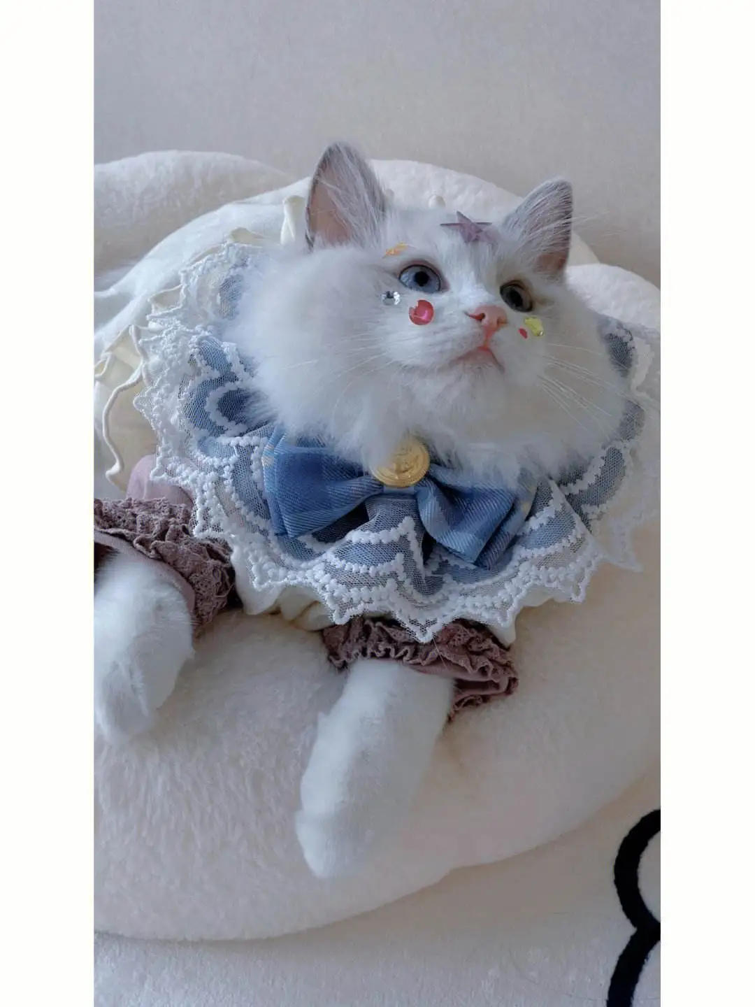 布偶猫小公主(布偶猫小公主叫什么)