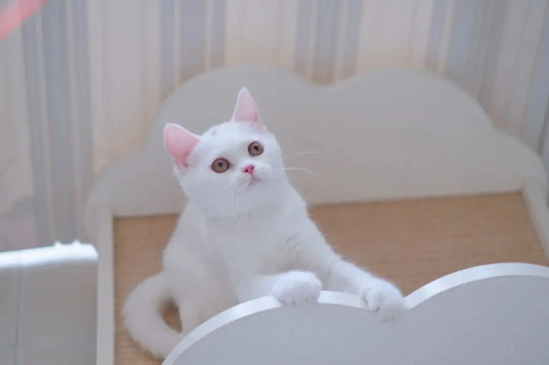 纯白色的猫咪品种(纯白色的猫咪品种大全)