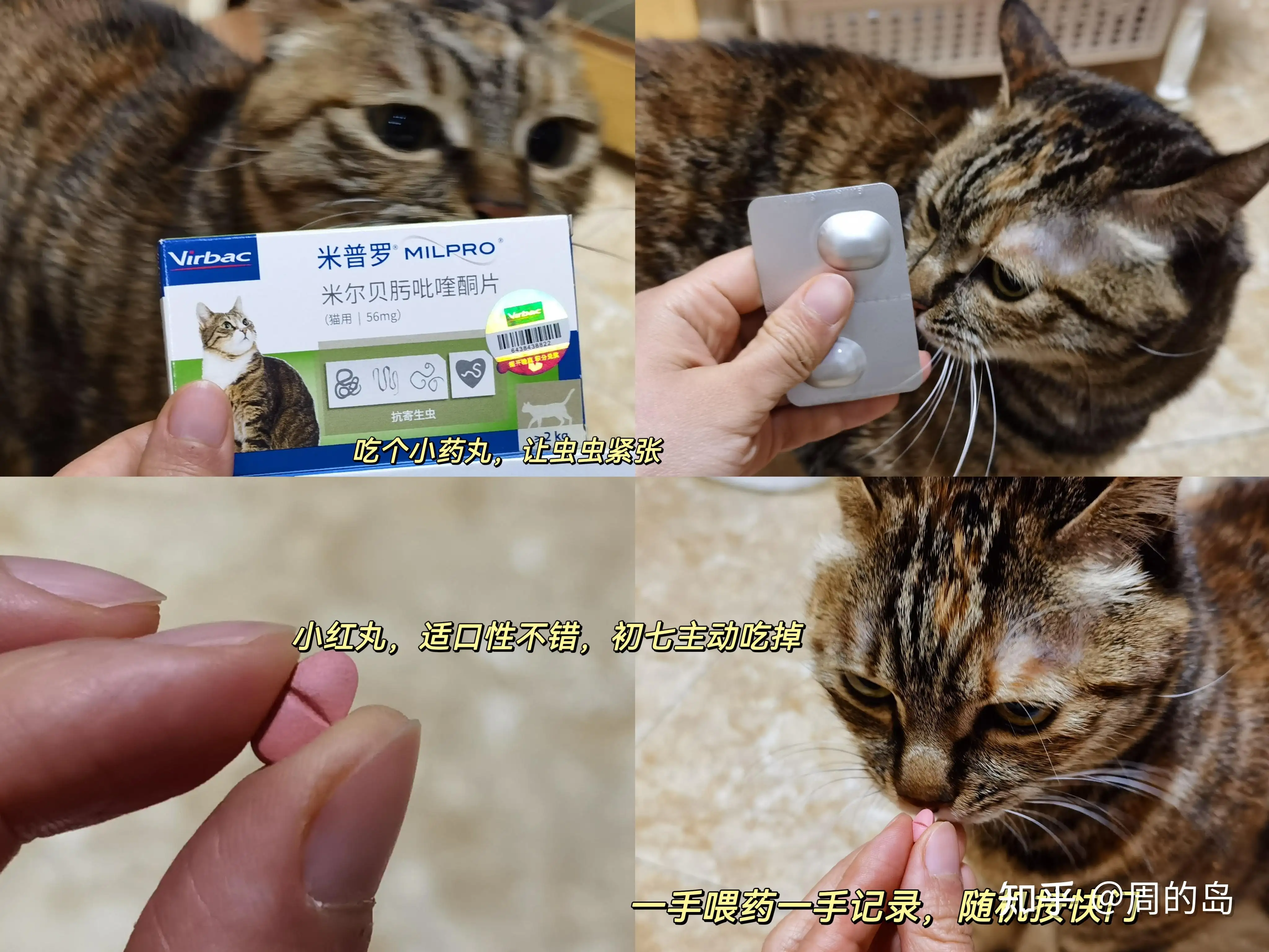 猫咪如何驱虫体内驱虫(猫咪如何驱虫体内驱虫视频)