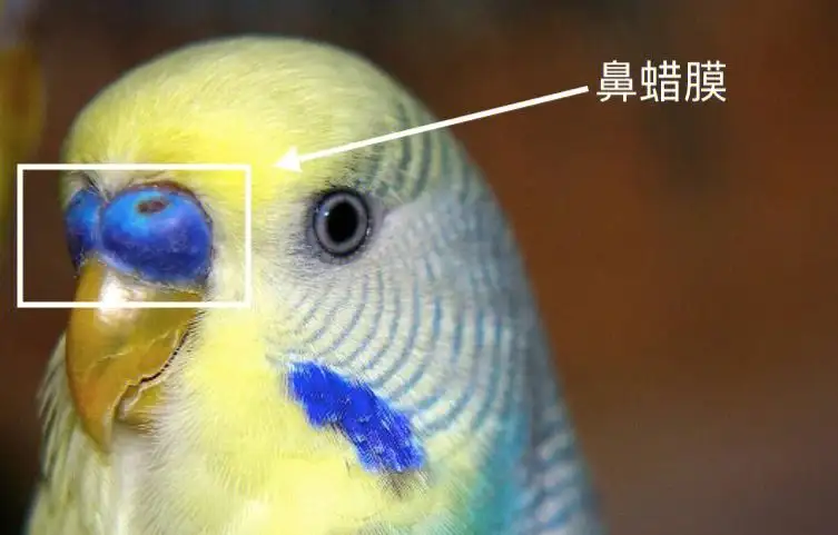 包含虎皮鹦鹉会说话吗?怎么教虎皮鹦鹉说话?的词条