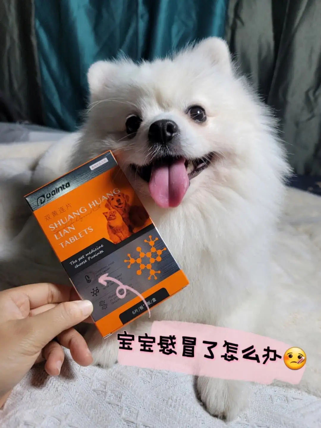狗狗感冒可以吃啥药(狗狗感冒可以吃啥药啊)