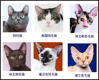 猫咪的品种及图片(长毛猫咪的品种及图片)