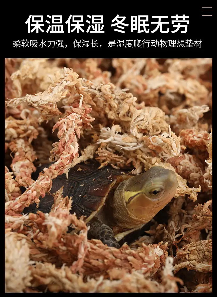 草龟冬眠好还是不冬眠好(草龟冬眠和不冬眠有什么区别)