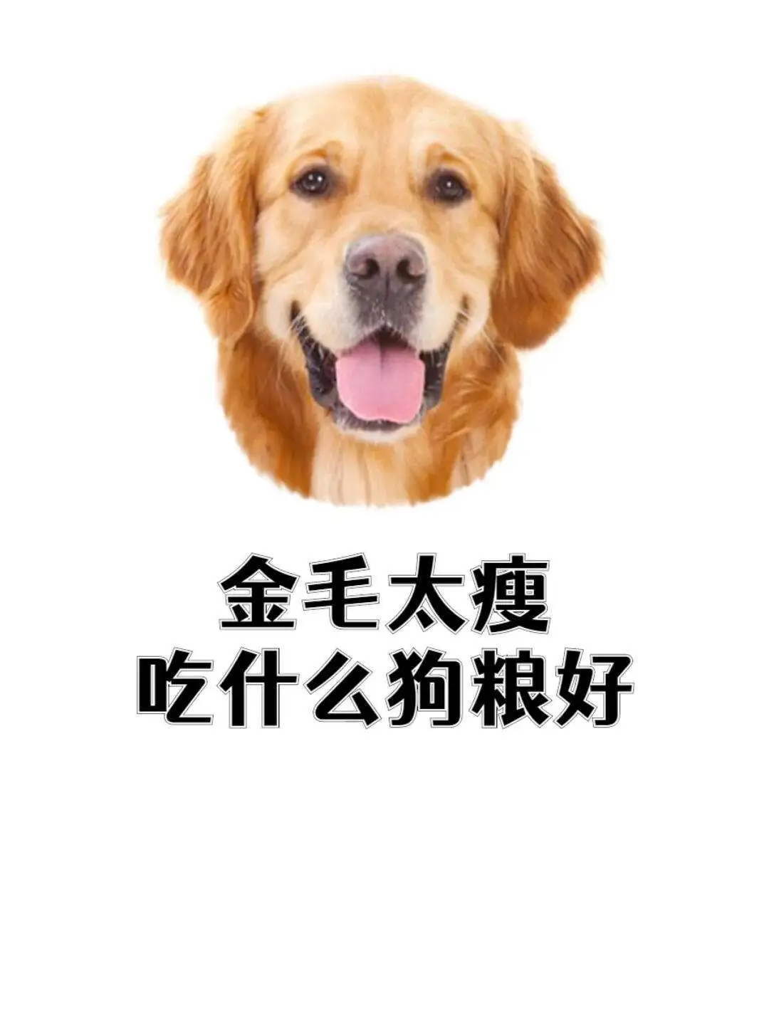 金毛吃哪个牌子的狗粮好(金毛狗粮什么牌子好价格便宜点的)