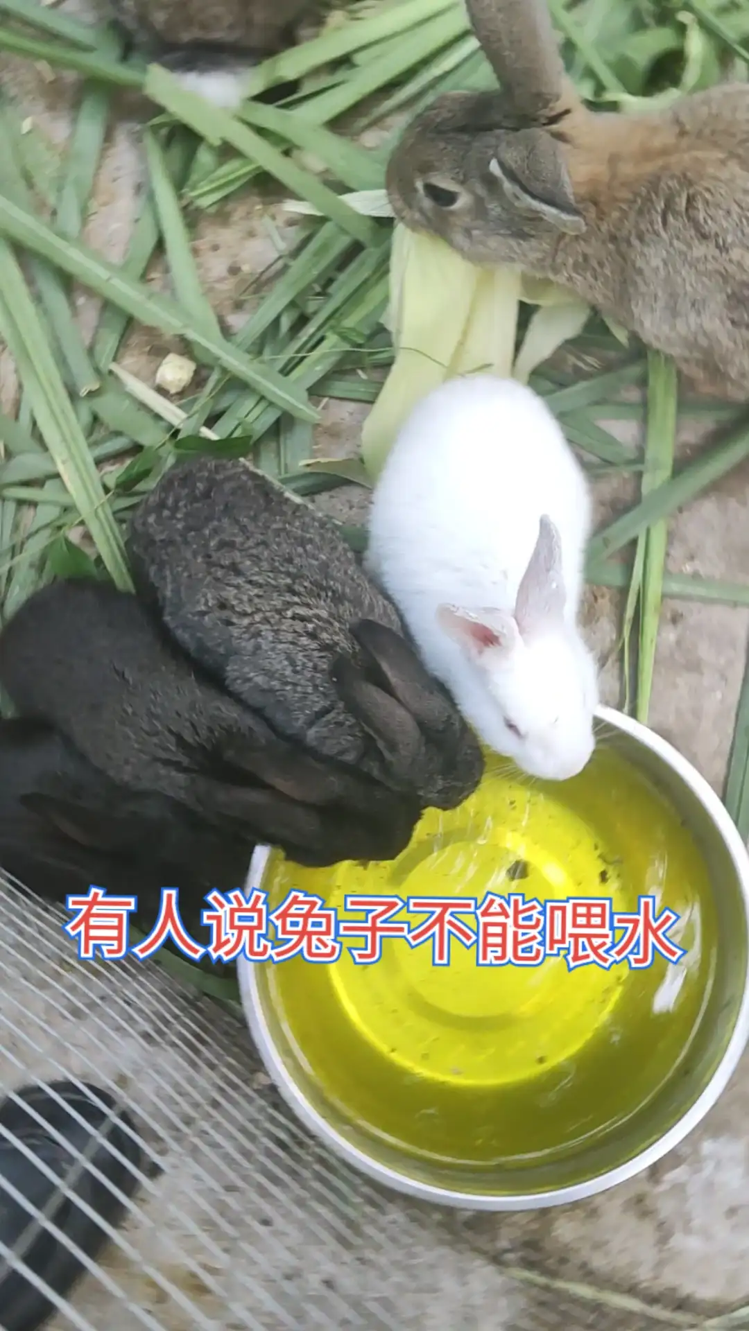 夏天兔子要不要喝水的简单介绍
