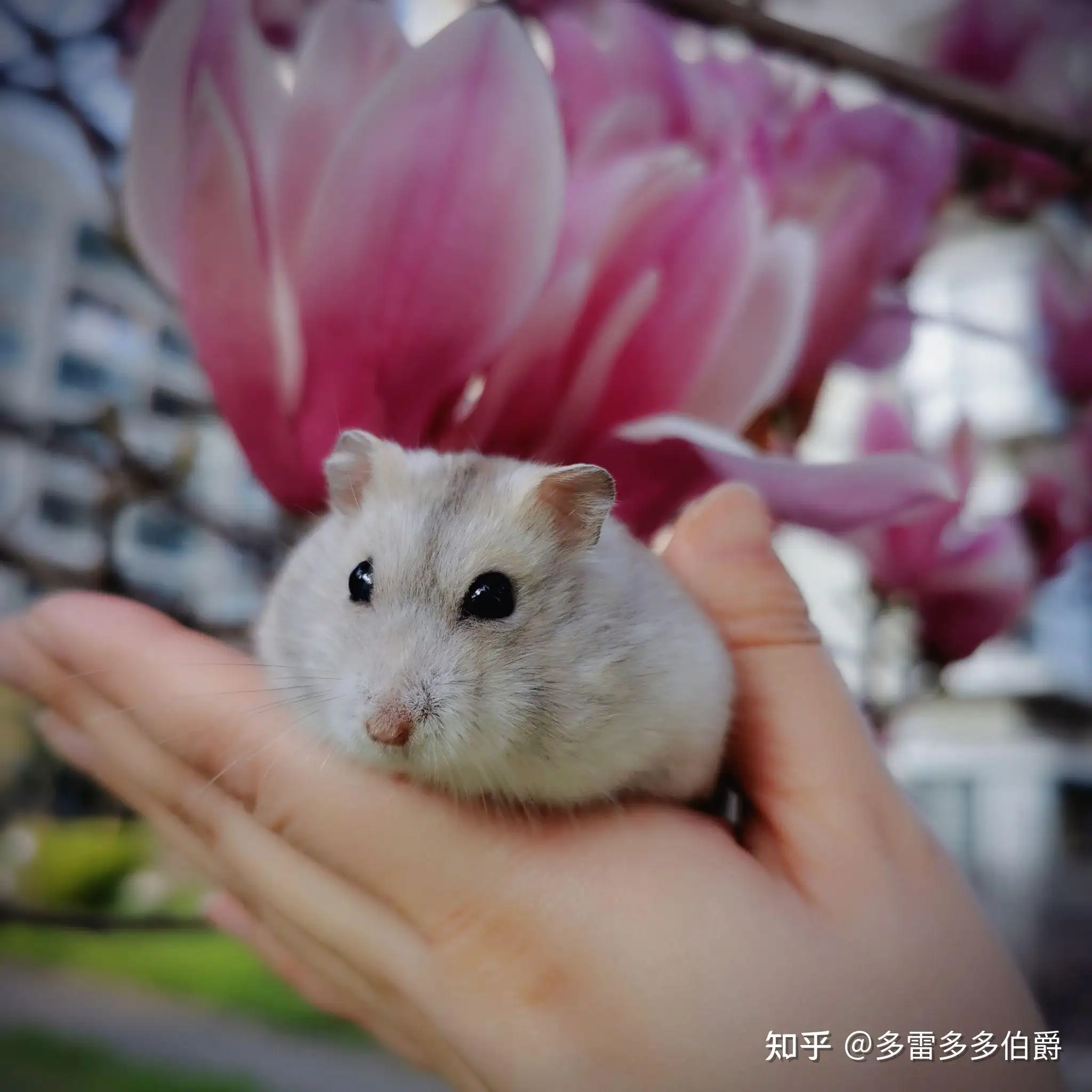 哪种仓鼠好养(哪种仓鼠好养活,而且活泼不咬人呢)
