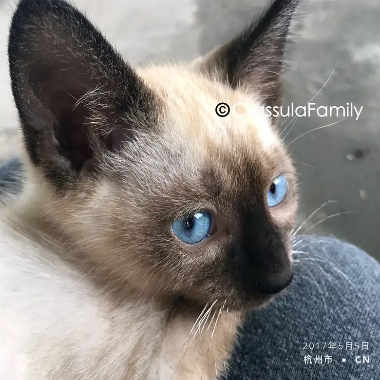 宠物猫暹罗猫(介绍一下暹罗猫)