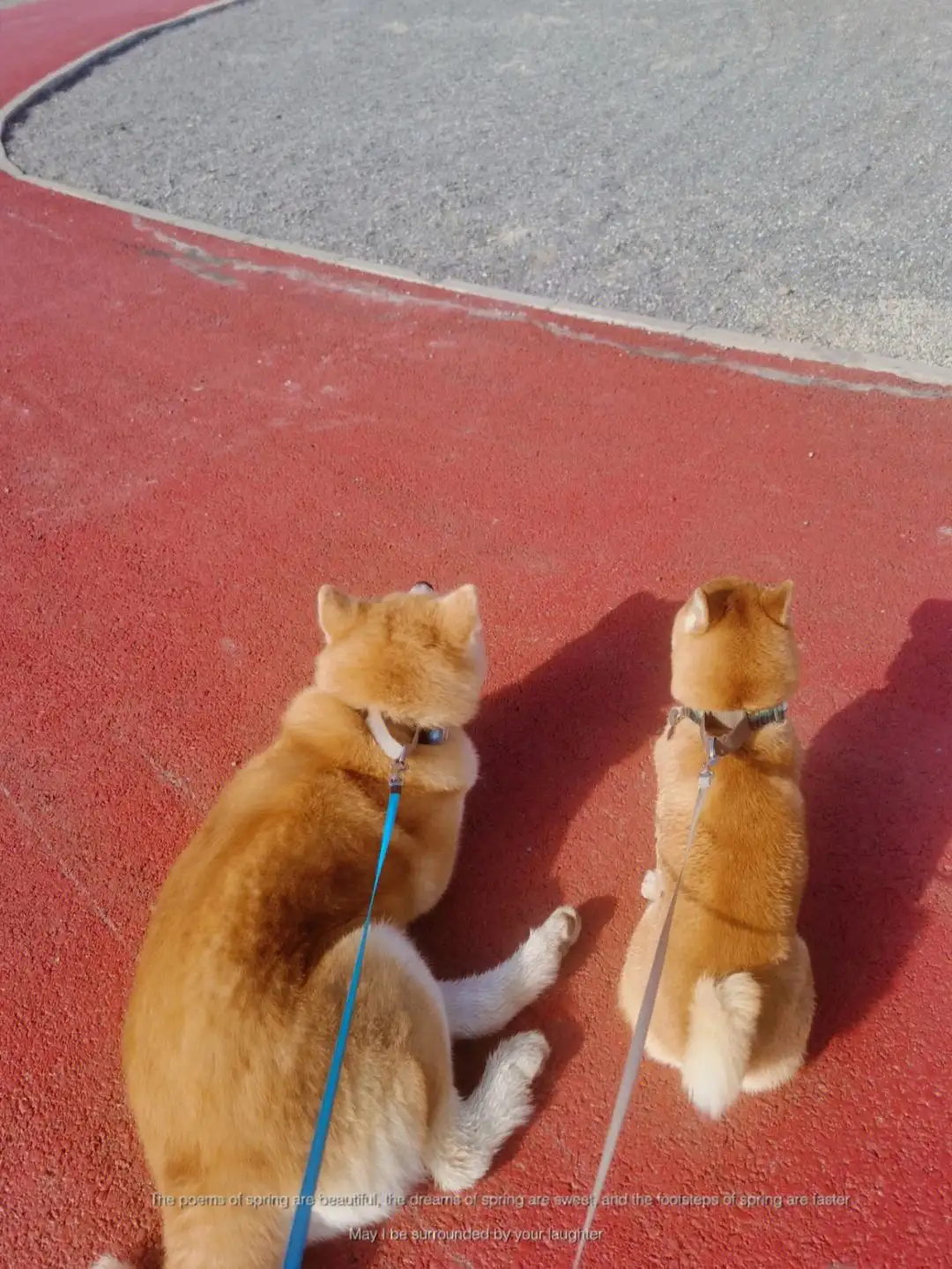 秋田犬和柴犬的区别在哪里(秋田犬和柴犬的区别在哪里呢)