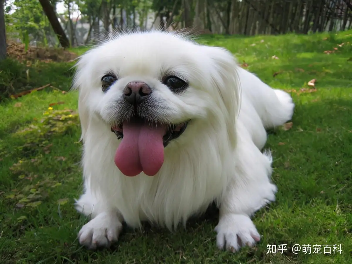小型犬白色的都有什么品种(小型宠物狗白色的都有什么品种)