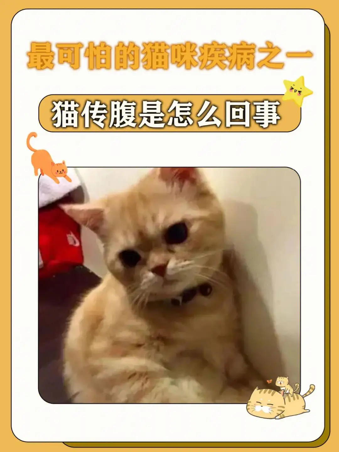 猫咪干性猫传腹(猫咪干性猫传腹怎么治疗)