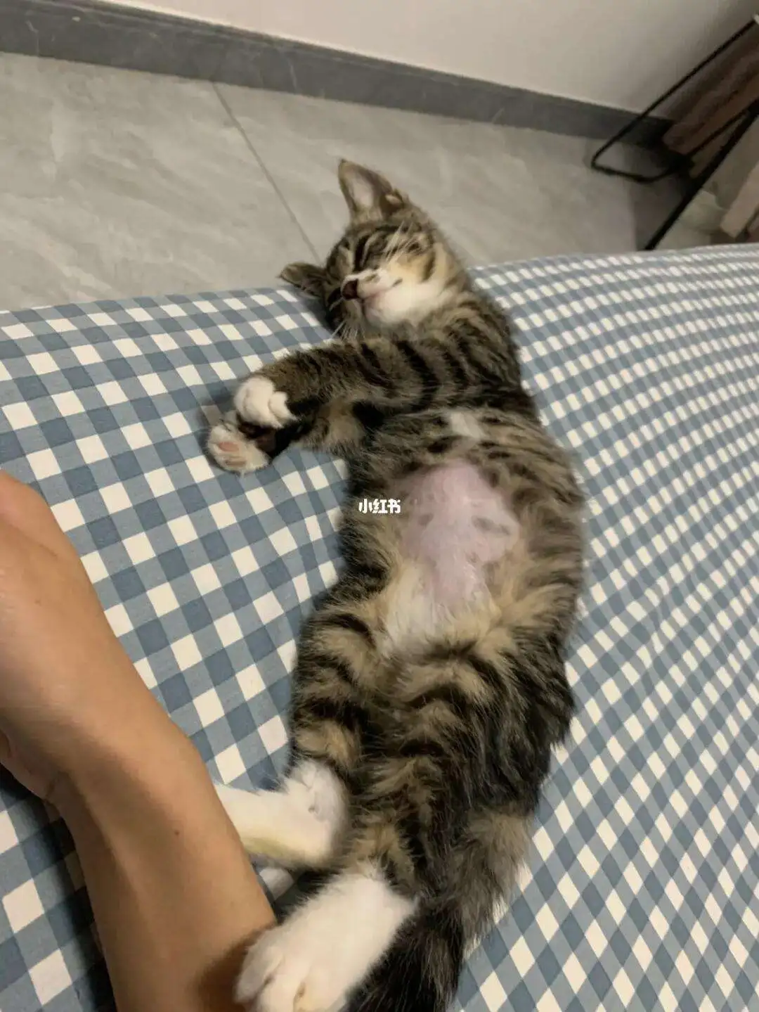 猫传腹各阶段症状(猫传腹出现征兆到发病要多久)