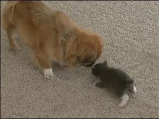 猫最小几个月怀孕(小猫多大怀孕比较好)