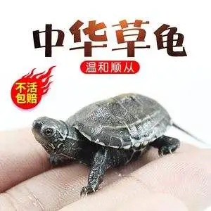 中华草龟可以放生河流吗(中华草龟放生在大河里会死吗)