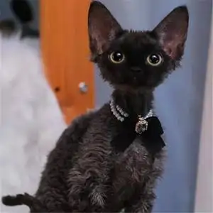 卷毛猫德文猫多少钱(卷毛猫德文猫多少钱一条)