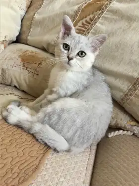 白毛英短猫多少钱一只(白毛英短猫多少钱一只图片)