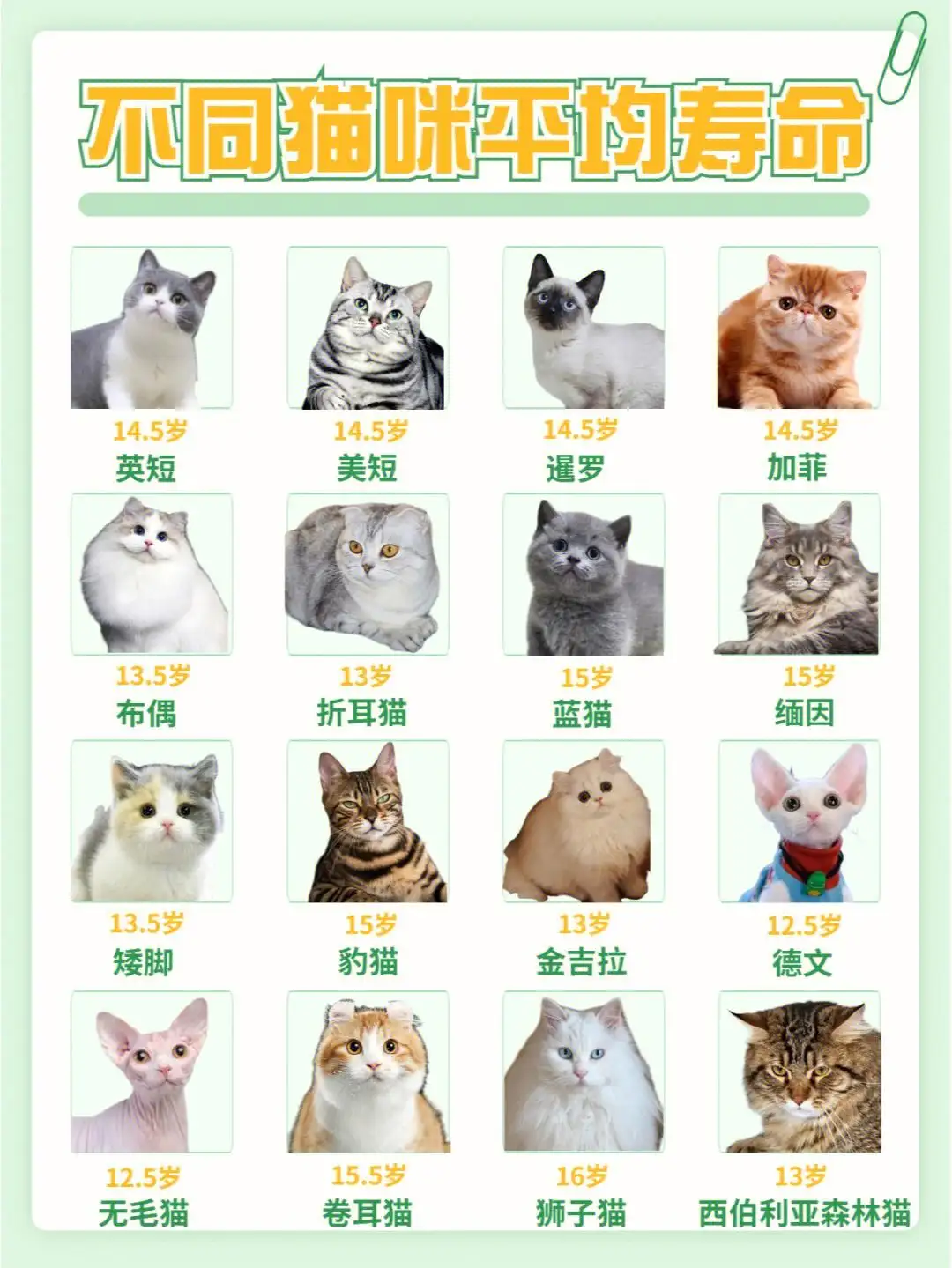 猫的最长寿命是多少(猫的最长寿命是多少年?)