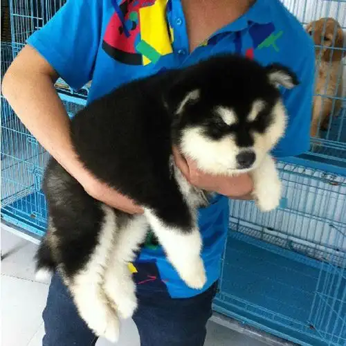 怎么养好一只阿拉斯加犬(怎么养好一只阿拉斯加犬幼犬)
