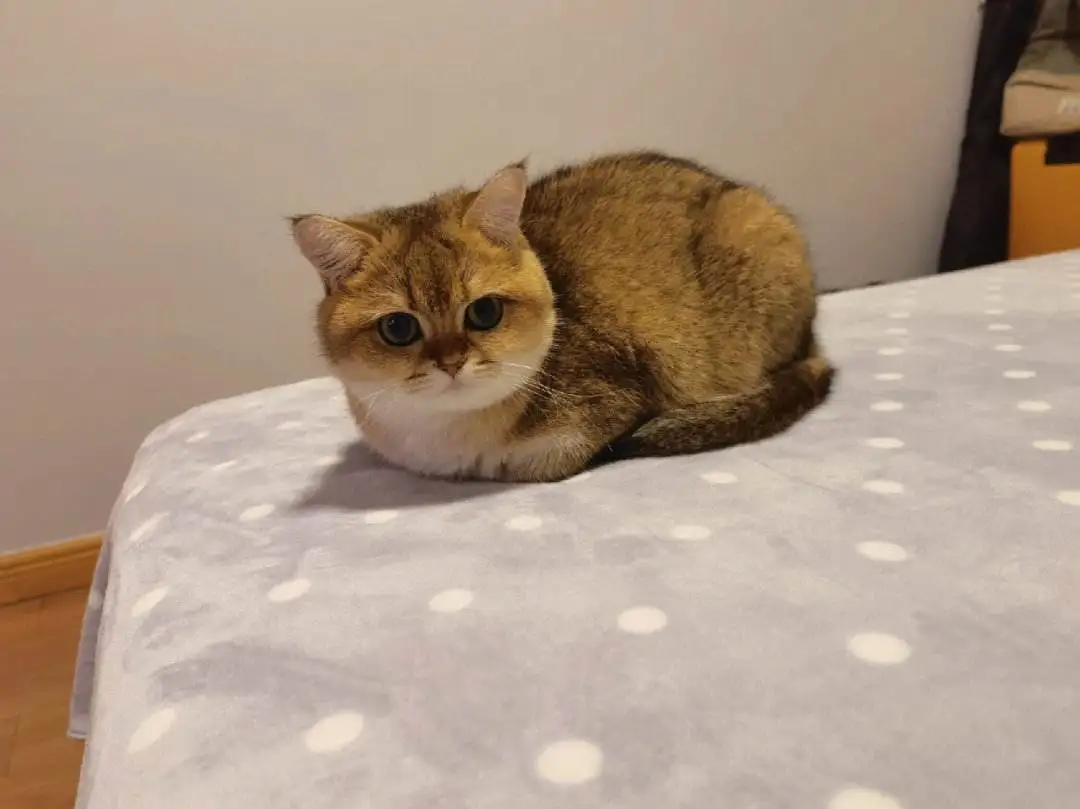 什么品种猫咪最小长不大(什么品种猫咪最小长不大又好养)