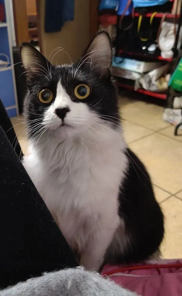 尖耳朵的猫是什么品种(尖耳朵的猫是什么品种的猫)