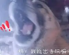 关于狗的13岁相当于人的多少岁的信息
