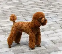 小型泰迪狗狗吃什么牌子的狗粮好的简单介绍