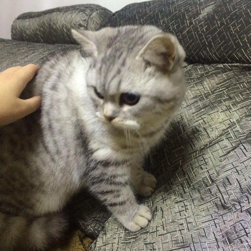 扫一扫鉴别猫品种(扫一扫鉴别猫品种的软件)