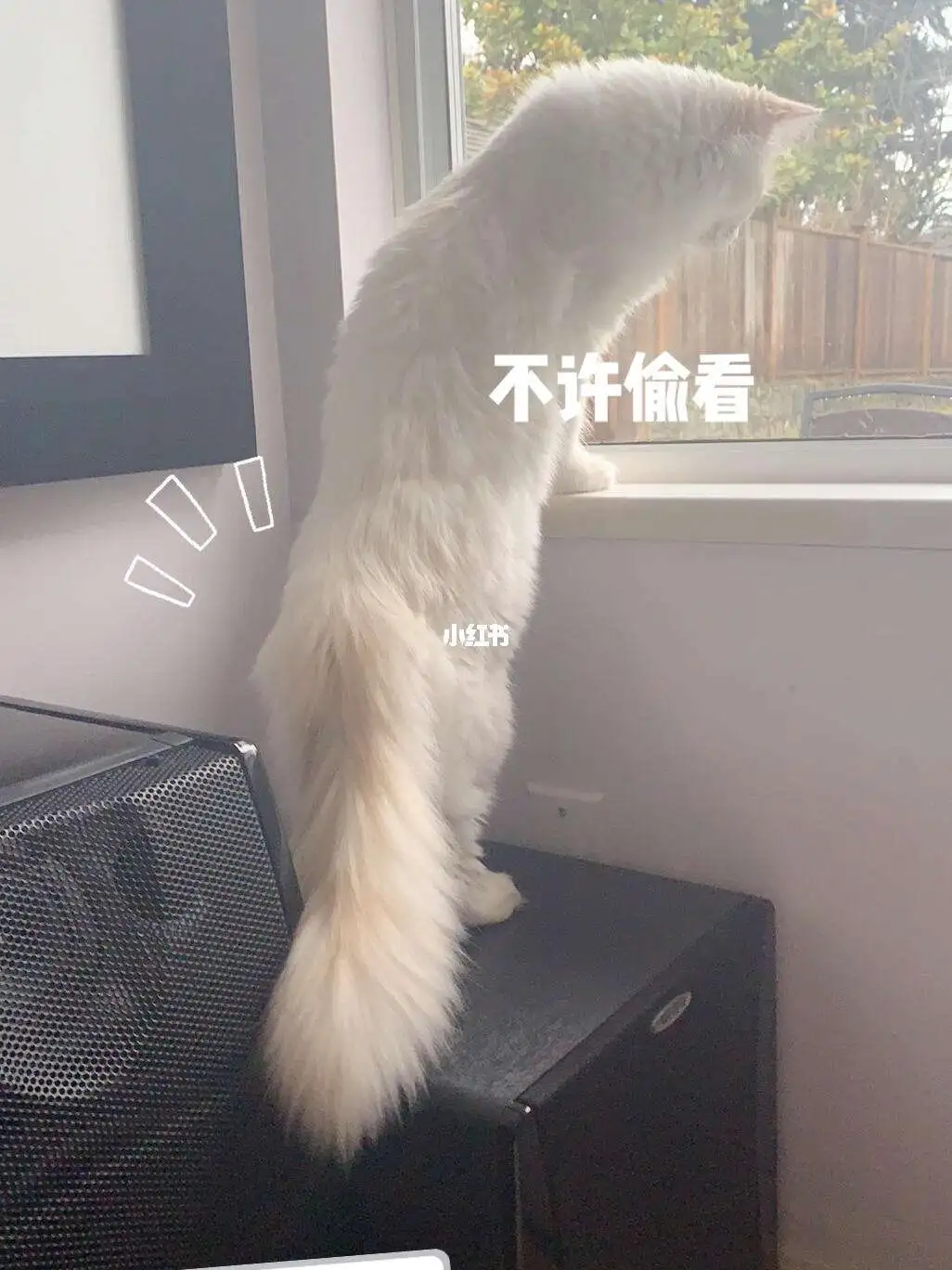 长的像狐狸的猫是什么品种(长的像狐狸的猫是什么品种的)