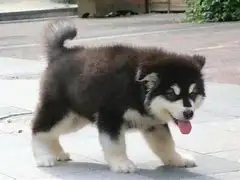 萨摩耶一只幼犬大约多少钱(萨摩耶一只幼犬大约多少钱啊)