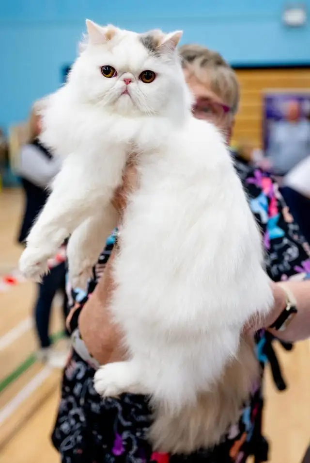 猫猫什么品种好看(什么品种的猫最好看?)