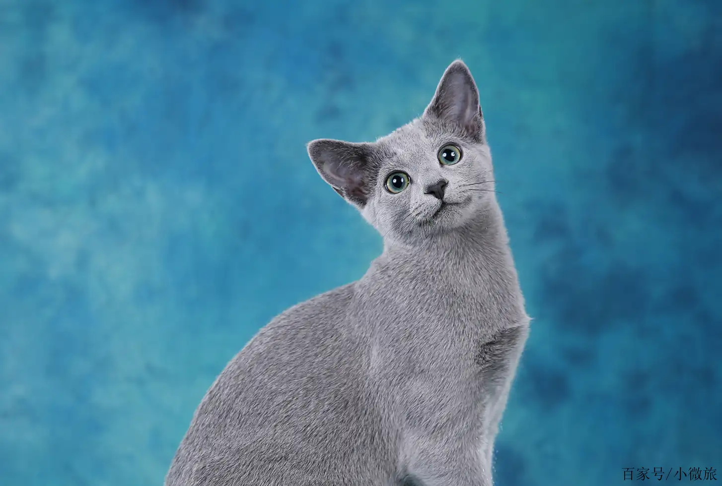 俄罗斯蓝猫(俄罗斯蓝猫和英短蓝猫区别)