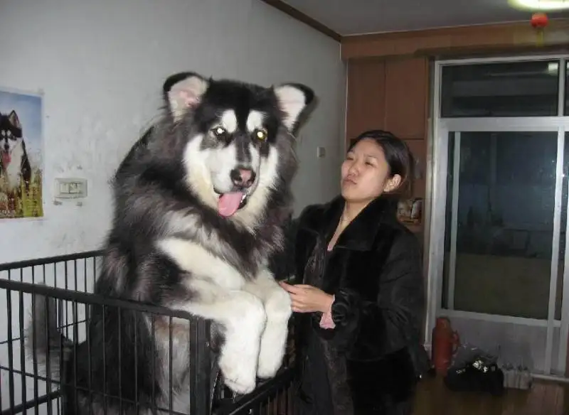 多少钱一只阿拉斯加犬(一只阿拉斯加多少钱大概)