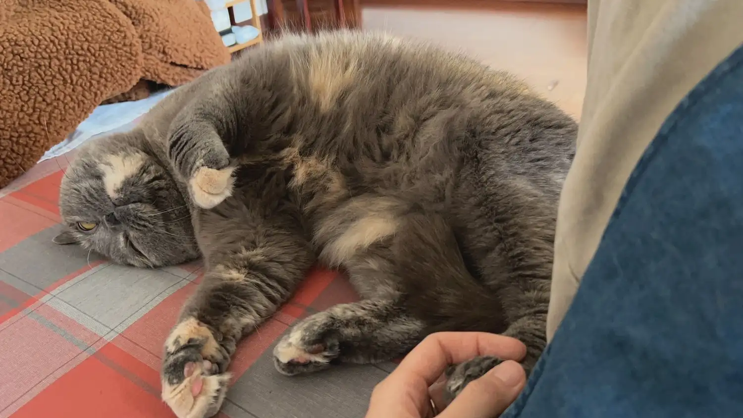怀孕了猫(怀孕了猫猫狗狗能养吗)