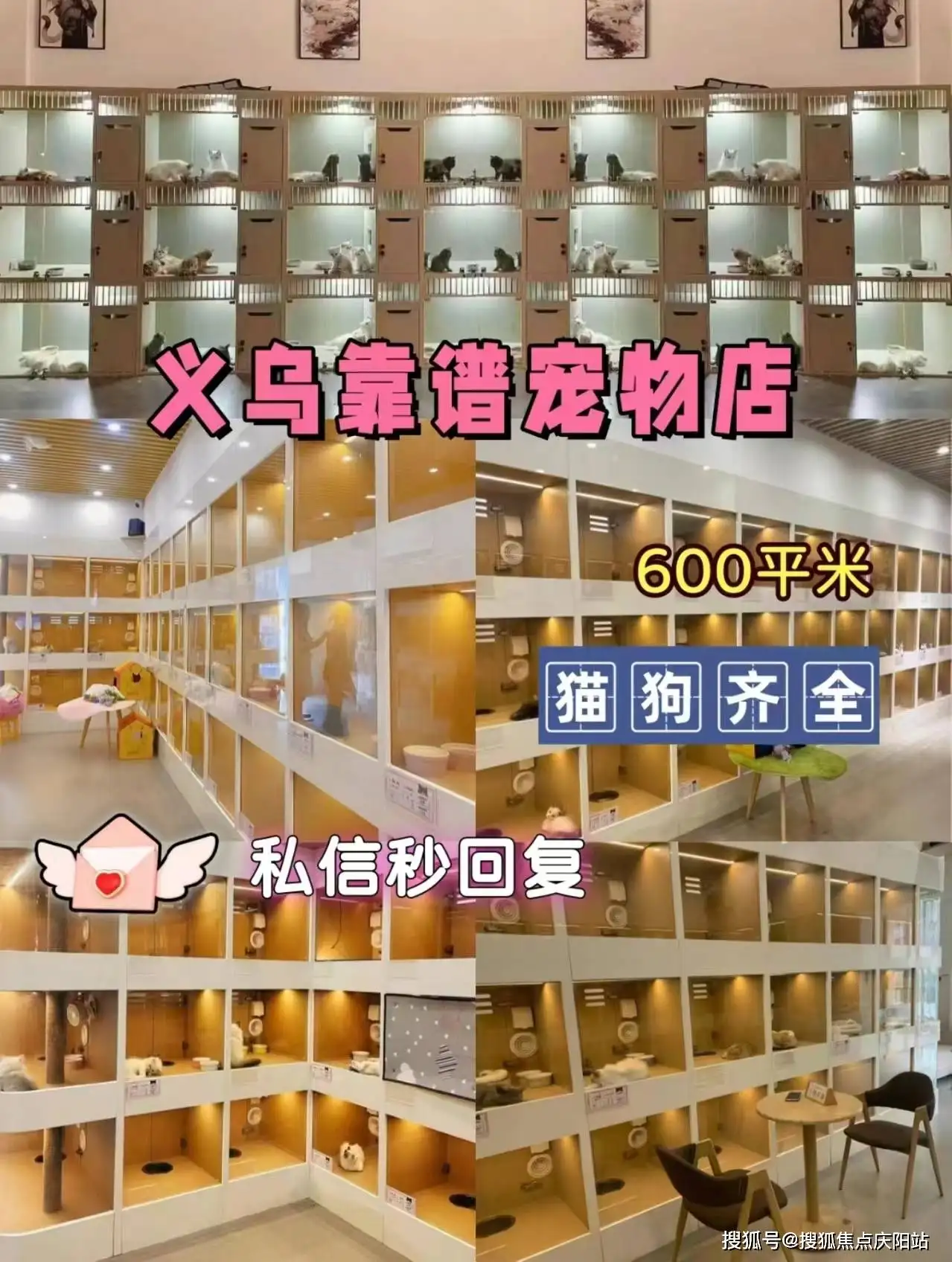 宠物猫买的(买的猫能退回去吗)