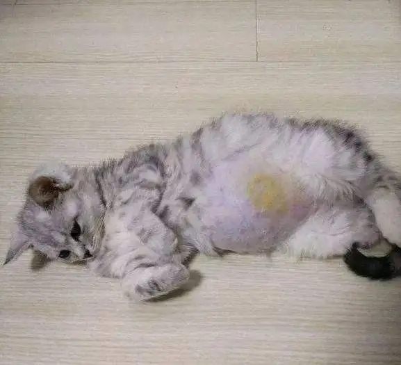 猫传腹441到底是什么(猫传腹441和411的区别)
