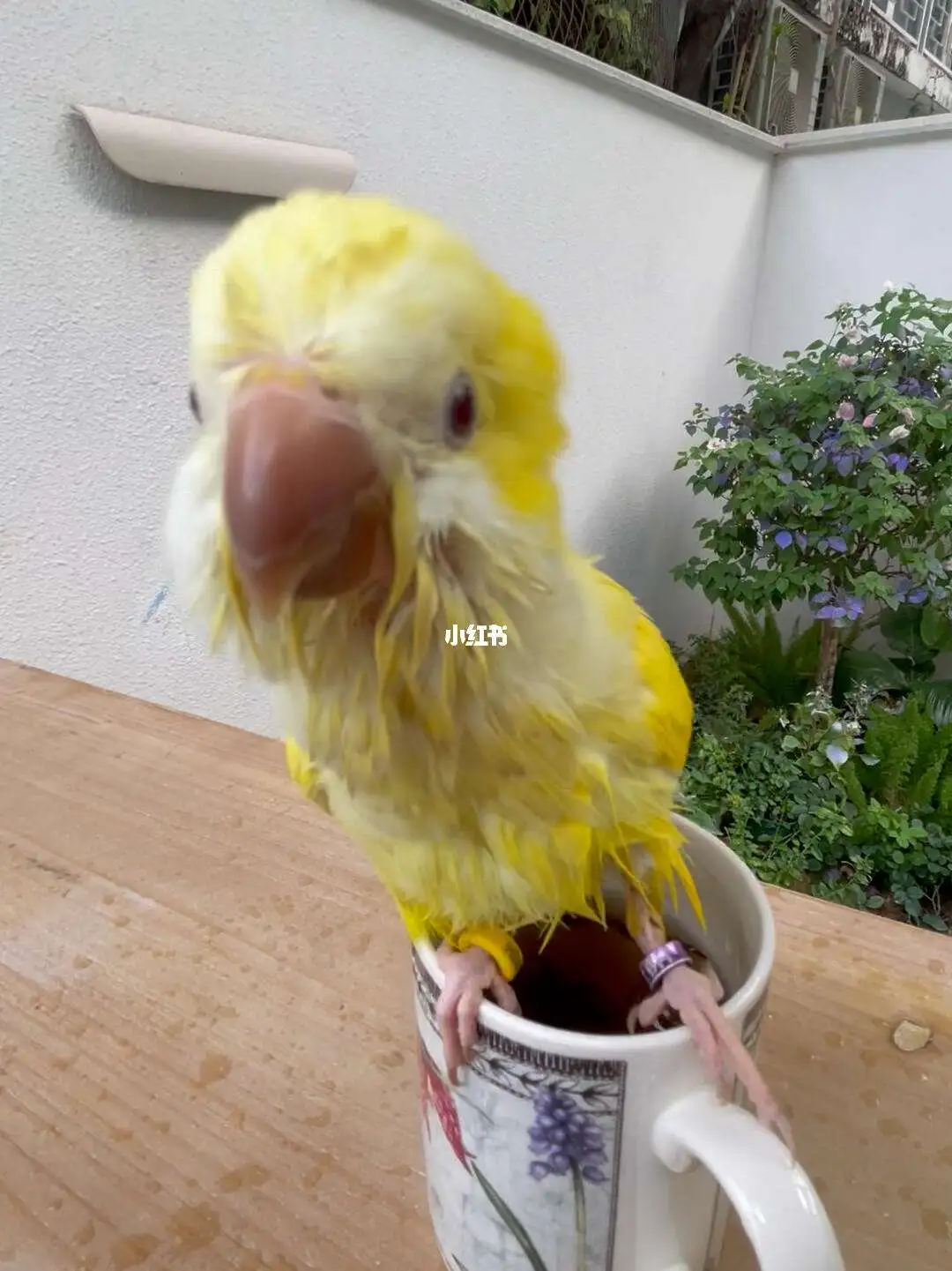 如何养一只鹦鹉(如何养鹦鹉技术视频)