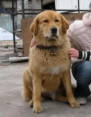土狗的智商相当人几岁(土狗的智商相当于几岁小孩)