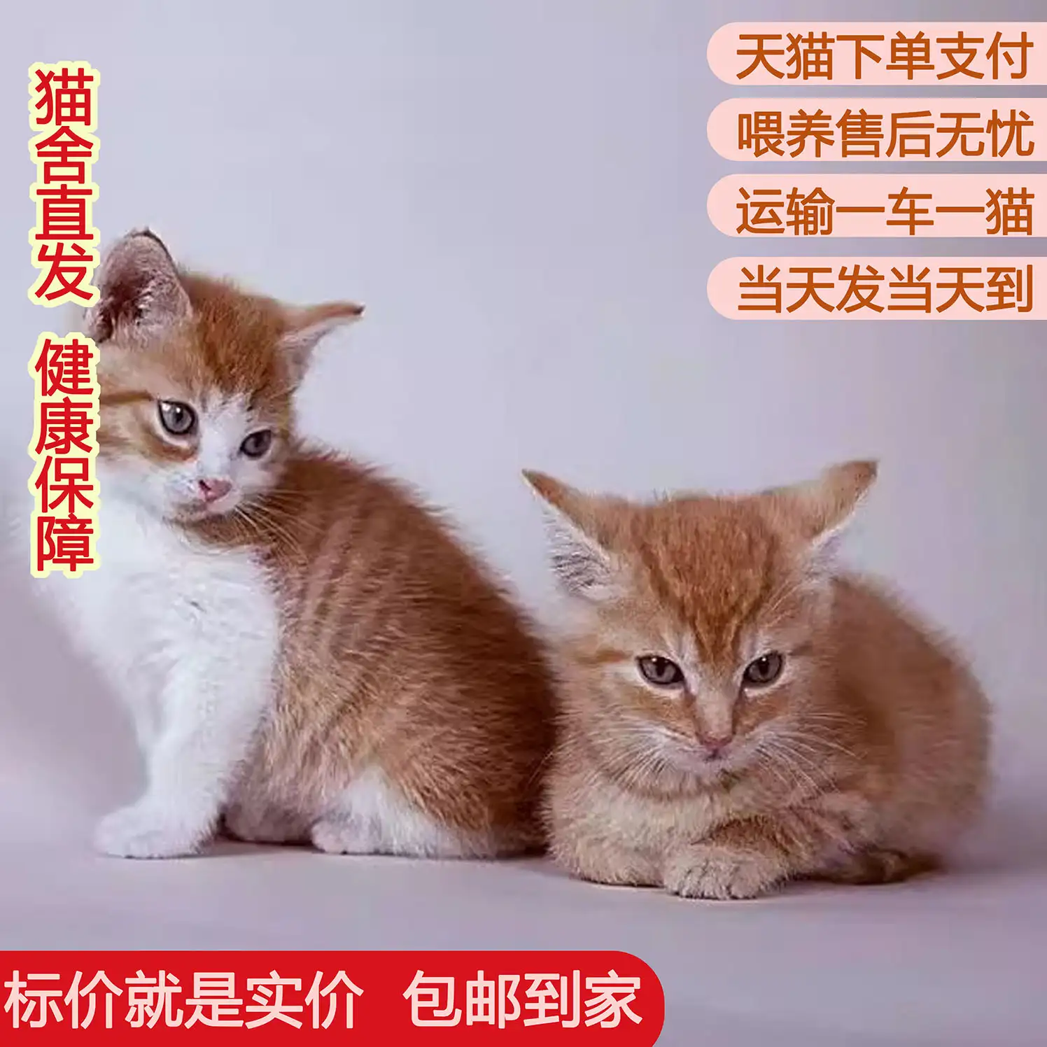 猫咪幼崽多少钱一只(猫咪幼崽一般多少钱一只)