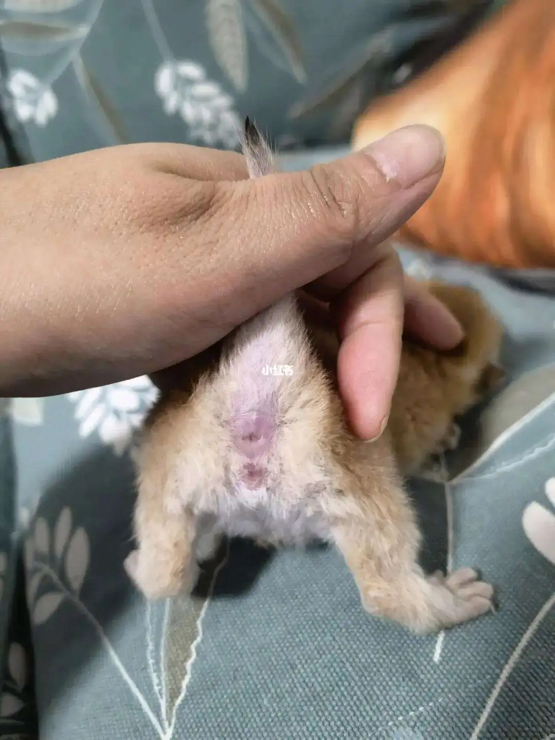 公猫和母猫区别图(公猫和母猫区别图片幼猫)