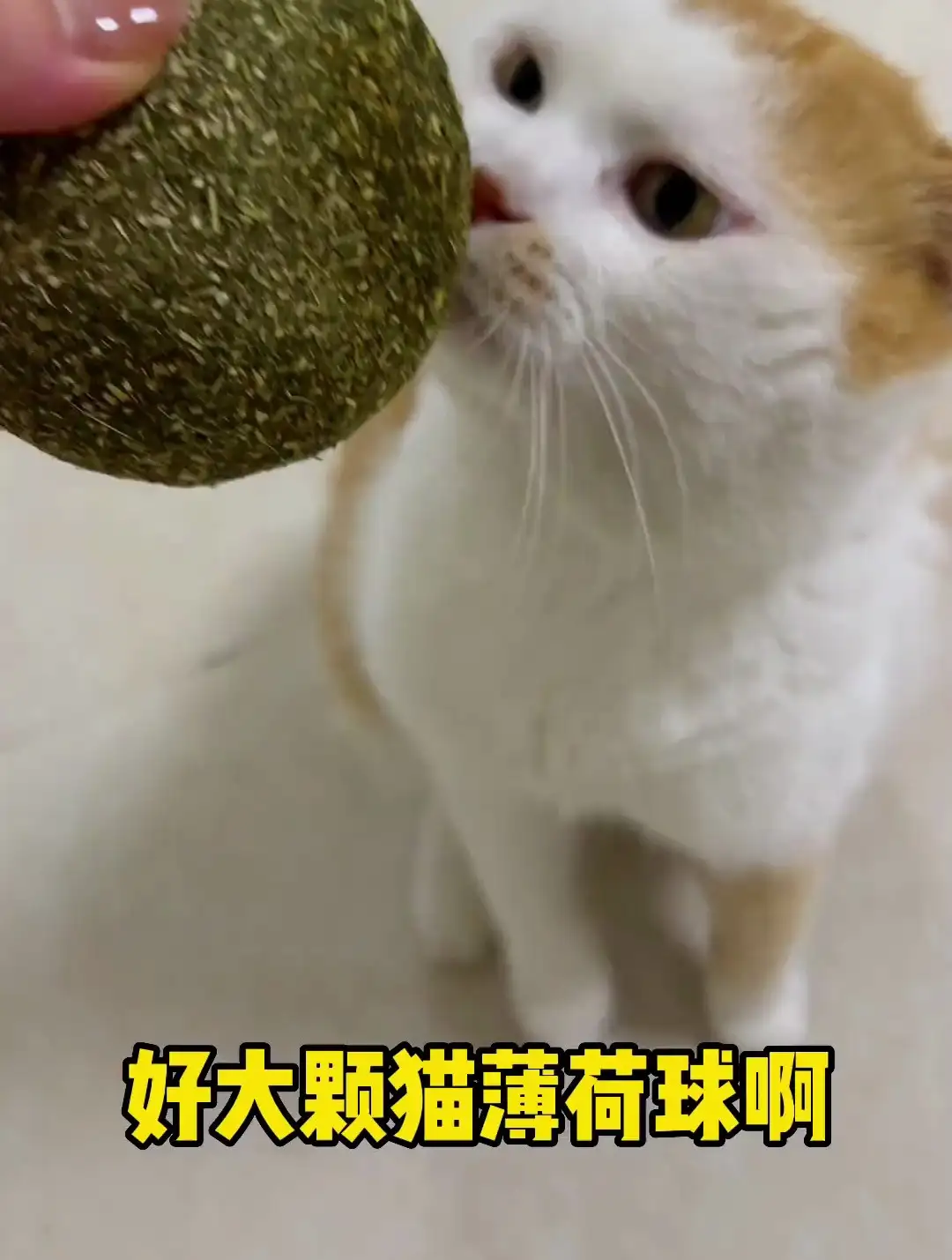 猫薄荷适合几个月大的猫(猫薄荷适合几个月大的猫用)