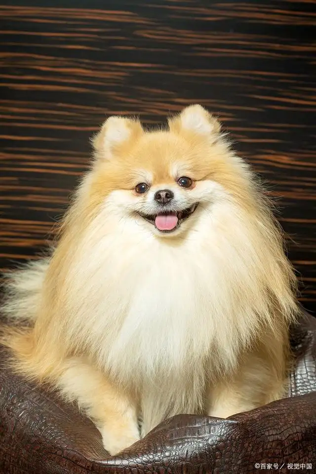 漂亮的小型犬(漂亮的小型犬排行)