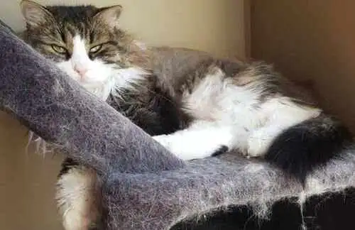 讨厌猫咪(讨厌猫咪想扔出去)