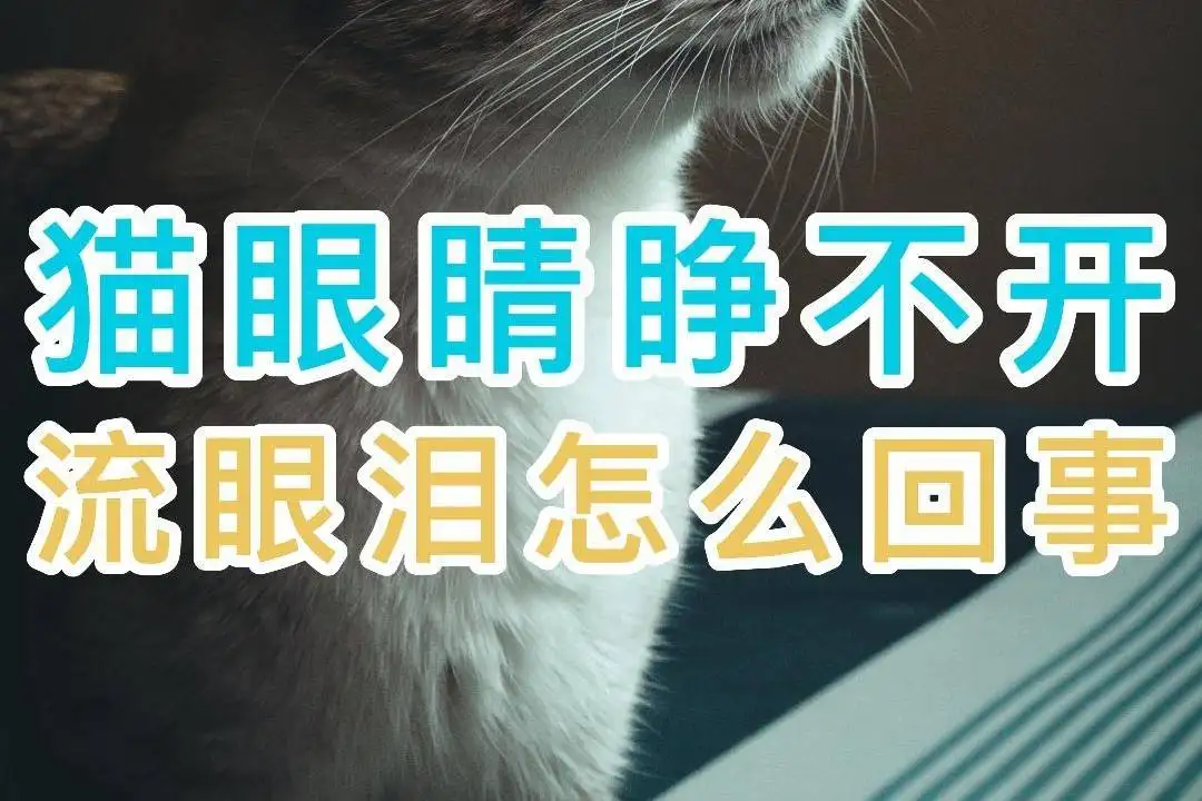 猫的眼睛流泪睁不开是怎么回事(猫咪眼睛流泪 有点睁不开 怎么简单处理)