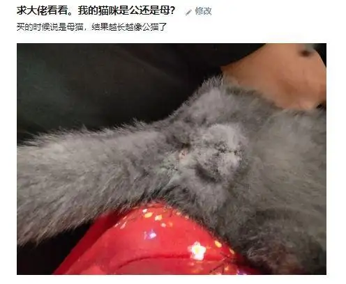 小猫小时候怎么分辨公猫母猫(猫咪小的时候怎么分辨是公母?)