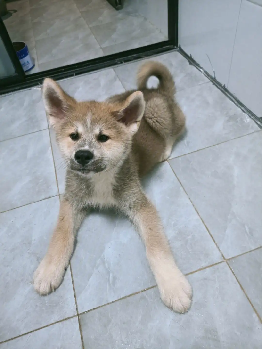 日本土狗是柴犬还是秋田犬(日本土狗是柴犬还是秋田犬呢)