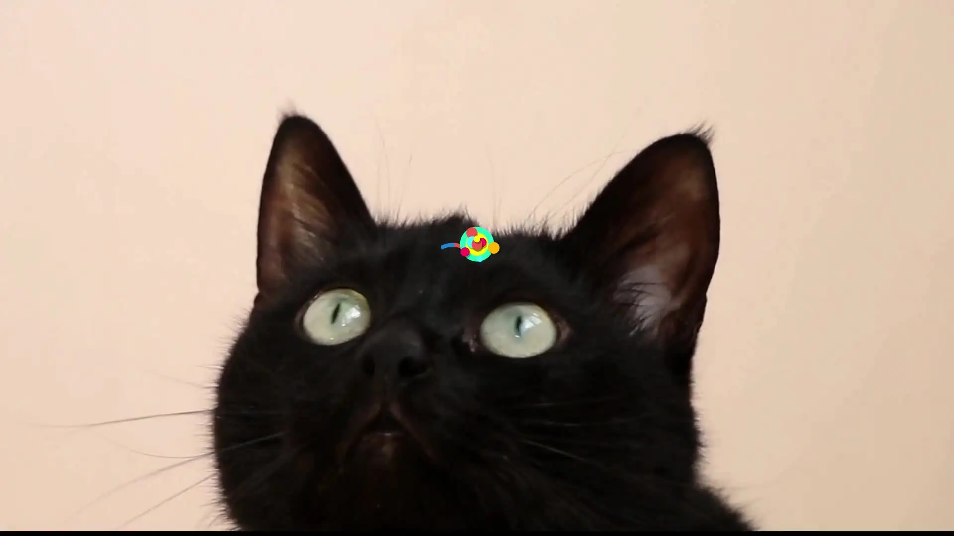 猫的眼睛为什么在夜里会发光(猫的眼睛为什么在夜里会发光的原因)