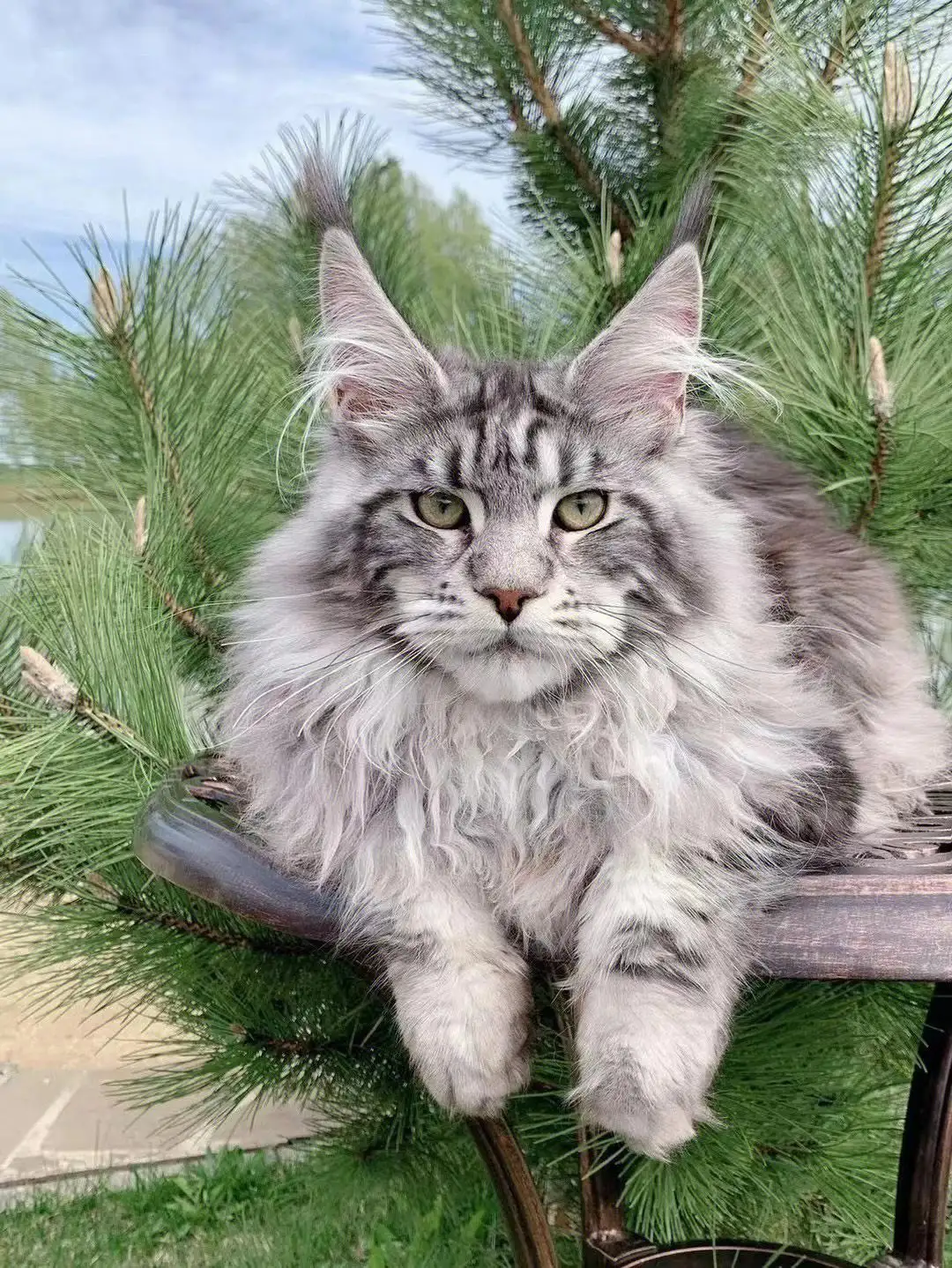 俄罗斯缅因猫舍(俄罗斯缅因猫多少钱)