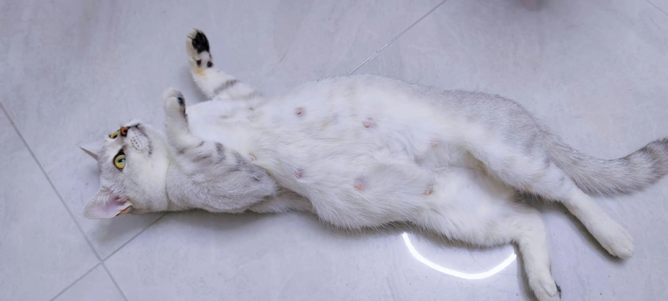 猫怎么怀孕的过程(猫咪是怎么怀孕的过程)