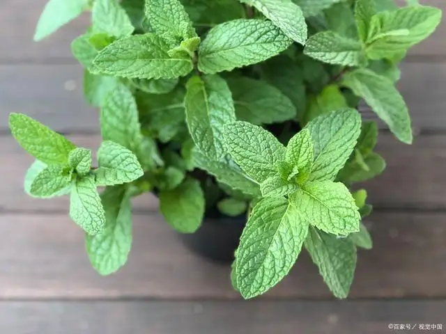薄荷对猫咪的影响(薄荷对猫有吸引力吗)